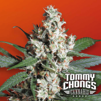 Paradise Seeds - L.A. Amnesia Tommy Chong's collection (Feminizált)
