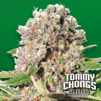 Paradise Seeds - Mendocino Skunk Tommy Chong's collection (Feminizált)