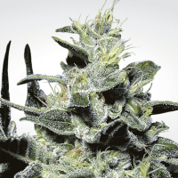 Paradise Seeds - Nebula (Feminizált)