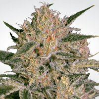 Paradise Seeds - Nebula II CBD (Feminizált)