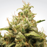 Paradise Seeds - Opium (Feminizált)