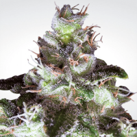 Paradise Seeds - Original White Widow (Feminizált)