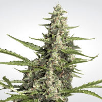 Paradise Seeds - Pandora (Autoflowering)