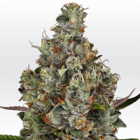 Paradise Seeds - Rainbow Road (Feminizált)