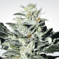 Paradise Seeds - Sensi Star (Feminizált)