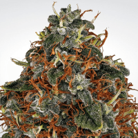 Paradise Seeds - Space Cookies (Feminizált)