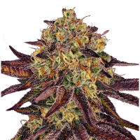 Paradise Seeds - Tangerine Sorbet (Feminizált)