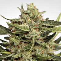 Paradise Seeds - Vertigo (Autoflowering)