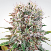 Paradise Seeds - Wappa (Feminizált)