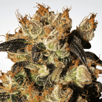 Paradise Seeds - White Berry (Feminizált)