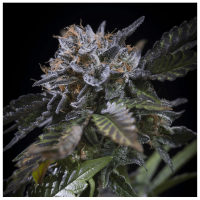 Paradise Seeds - White Noise (Feminizált)