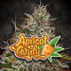 Paradise Seeds - Apricot Candy (Feminizált) kannabis mag