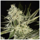 Paradise Seeds - Glowstarz (Feminizált) kannabis mag