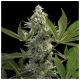 Paradise Seeds - Glowstarz (Feminizált) kannabis mag