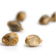 Paradise Seeds - Space Cookies (Feminizált) kannabis mag