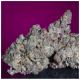 Paradise Seeds - White Noise (Feminizált) kannabis mag