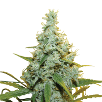Royal Queen Seeds - AMG (Feminizált)