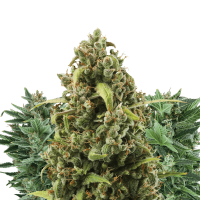 Royal Queen Seeds - Autoflowering Mix (Autoflowering)