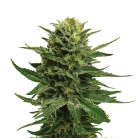 Royal Queen Seeds - Blue Mystic (Feminisiert) cannabissamen