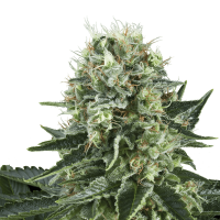 Royal Queen Seeds - Bubble Kush (Feminizált)