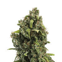 Royal Queen Seeds - Candy Kush Express - Fast (Feminizált)