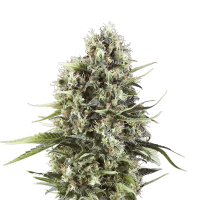 Royal Queen Seeds - Chocolate Haze | Feminizált mag | 3 darab