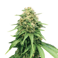 Royal Queen Seeds - Critical | Feminizált mag | 3 darab