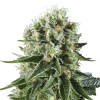 Royal Queen Seeds - Critical Kush | Feminizált mag | 3 darab
