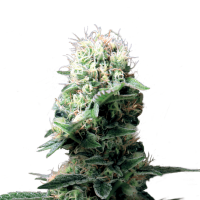 Royal Queen Seeds - Dance World (Feminizált)
