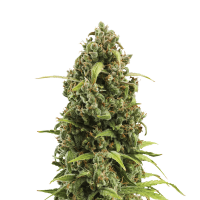 Royal Queen Seeds - Diesel (Autoflowering)