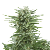 Royal Queen Seeds - Easy Bud (Autoflowering)
