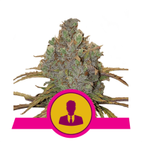 Royal Queen Seeds - El Patron (Feminizált)