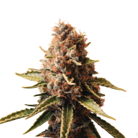 Royal Queen Seeds - Euphoria (Feminizált)
