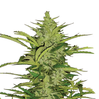 Royal Queen Seeds - Fast Eddy CBD (Autoflowering)