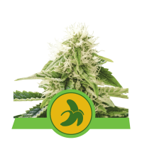Royal Queen Seeds - Fat Banana (Autoflowering)
