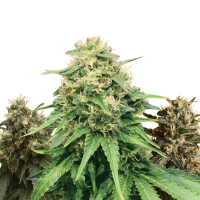 Royal Queen Seeds - Feminized Mix (Feminizált)
