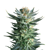 Royal Queen Seeds - Fruit Spirit (Feminizált)