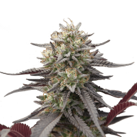 Royal Queen Seeds - Green Crack Punch (Feminizált)