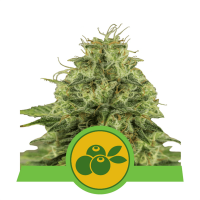 Royal Queen Seeds - Haze Berry (Autoflowering)