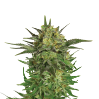 Royal Queen Seeds - Haze Berry (Feminizált)