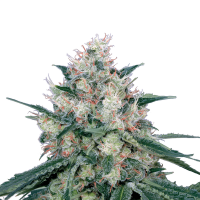 Royal Queen Seeds - Honey Cream - Fast (Feminizált)