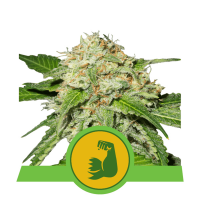 Royal Queen Seeds - Hulkberry (Autoflowering)