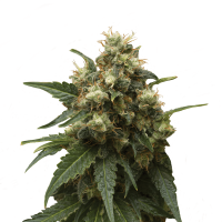 Royal Queen Seeds - Ice (Feminizált)