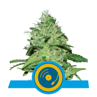 Royal Queen Seeds - Joanne's CBD (Feminizált)
