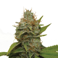 Royal Queen Seeds - Kali Dog (Feminizált)
