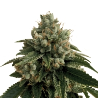 Royal Queen Seeds - Legendary OG Punch (Feminizált)
