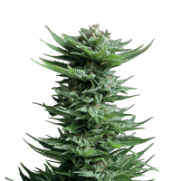 Royal Queen Seeds - Lemon Shining Silver Haze (Feminizált)