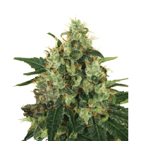 Royal Queen Seeds - Medical Mass (Feminizált)