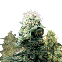 Royal Queen Seeds - Medical Mix (Feminizált)
