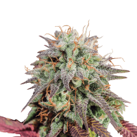 Royal Queen Seeds - Mimosa (Autoflowering)